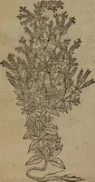 Picture 255 of 801 from A nievve herball, or Historie of plantes : wherein is contayned the whole discourse and perfect description of all sortes of herbes and plantes : their divers & sundry kindes ... and that not onely of those whiche are here growyng in this our countrie of Englande, but of all others also of forrayne realmes commonly used in physicke ; first set foorth in the Doutche or Almaigne tongue (1578), leaf 263
