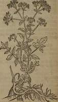Picture 256 of 801 from A nievve herball, or Historie of plantes : wherein is contayned the whole discourse and perfect description of all sortes of herbes and plantes : their divers & sundry kindes ... and that not onely of those whiche are here growyng in this our countrie of Englande, but of all others also of forrayne realmes commonly used in physicke ; first set foorth in the Doutche or Almaigne tongue (1578), leaf 263