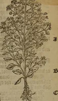 Picture 257 of 801 from A nievve herball, or Historie of plantes : wherein is contayned the whole discourse and perfect description of all sortes of herbes and plantes : their divers & sundry kindes ... and that not onely of those whiche are here growyng in this our countrie of Englande, but of all others also of forrayne realmes commonly used in physicke ; first set foorth in the Doutche or Almaigne tongue (1578), leaf 264