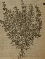 Picture 258 of 801 from A nievve herball, or Historie of plantes : wherein is contayned the whole discourse and perfect description of all sortes of herbes and plantes : their divers & sundry kindes ... and that not onely of those whiche are here growyng in this our countrie of Englande, but of all others also of forrayne realmes commonly used in physicke ; first set foorth in the Doutche or Almaigne tongue (1578), leaf 265