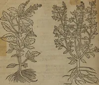 Picture 259 of 801 from A nievve herball, or Historie of plantes : wherein is contayned the whole discourse and perfect description of all sortes of herbes and plantes : their divers & sundry kindes ... and that not onely of those whiche are here growyng in this our countrie of Englande, but of all others also of forrayne realmes commonly used in physicke ; first set foorth in the Doutche or Almaigne tongue (1578), leaf 267