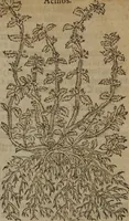 Picture 260 of 801 from A nievve herball, or Historie of plantes : wherein is contayned the whole discourse and perfect description of all sortes of herbes and plantes : their divers & sundry kindes ... and that not onely of those whiche are here growyng in this our countrie of Englande, but of all others also of forrayne realmes commonly used in physicke ; first set foorth in the Doutche or Almaigne tongue (1578), leaf 268