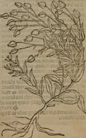 Picture 261 of 801 from A nievve herball, or Historie of plantes : wherein is contayned the whole discourse and perfect description of all sortes of herbes and plantes : their divers & sundry kindes ... and that not onely of those whiche are here growyng in this our countrie of Englande, but of all others also of forrayne realmes commonly used in physicke ; first set foorth in the Doutche or Almaigne tongue (1578), leaf 268