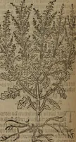 Picture 262 of 801 from A nievve herball, or Historie of plantes : wherein is contayned the whole discourse and perfect description of all sortes of herbes and plantes : their divers & sundry kindes ... and that not onely of those whiche are here growyng in this our countrie of Englande, but of all others also of forrayne realmes commonly used in physicke ; first set foorth in the Doutche or Almaigne tongue (1578), leaf 269