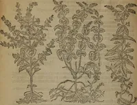 Picture 263 of 801 from A nievve herball, or Historie of plantes : wherein is contayned the whole discourse and perfect description of all sortes of herbes and plantes : their divers & sundry kindes ... and that not onely of those whiche are here growyng in this our countrie of Englande, but of all others also of forrayne realmes commonly used in physicke ; first set foorth in the Doutche or Almaigne tongue (1578), leaf 271