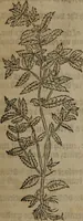 Picture 264 of 801 from A nievve herball, or Historie of plantes : wherein is contayned the whole discourse and perfect description of all sortes of herbes and plantes : their divers & sundry kindes ... and that not onely of those whiche are here growyng in this our countrie of Englande, but of all others also of forrayne realmes commonly used in physicke ; first set foorth in the Doutche or Almaigne tongue (1578), leaf 272
