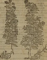 Picture 265 of 801 from A nievve herball, or Historie of plantes : wherein is contayned the whole discourse and perfect description of all sortes of herbes and plantes : their divers & sundry kindes ... and that not onely of those whiche are here growyng in this our countrie of Englande, but of all others also of forrayne realmes commonly used in physicke ; first set foorth in the Doutche or Almaigne tongue (1578), leaf 272