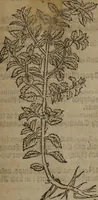 Picture 266 of 801 from A nievve herball, or Historie of plantes : wherein is contayned the whole discourse and perfect description of all sortes of herbes and plantes : their divers & sundry kindes ... and that not onely of those whiche are here growyng in this our countrie of Englande, but of all others also of forrayne realmes commonly used in physicke ; first set foorth in the Doutche or Almaigne tongue (1578), leaf 274