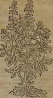 Picture 267 of 801 from A nievve herball, or Historie of plantes : wherein is contayned the whole discourse and perfect description of all sortes of herbes and plantes : their divers & sundry kindes ... and that not onely of those whiche are here growyng in this our countrie of Englande, but of all others also of forrayne realmes commonly used in physicke ; first set foorth in the Doutche or Almaigne tongue (1578), leaf 274