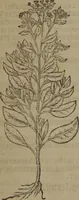 Picture 268 of 801 from A nievve herball, or Historie of plantes : wherein is contayned the whole discourse and perfect description of all sortes of herbes and plantes : their divers & sundry kindes ... and that not onely of those whiche are here growyng in this our countrie of Englande, but of all others also of forrayne realmes commonly used in physicke ; first set foorth in the Doutche or Almaigne tongue (1578), leaf 276
