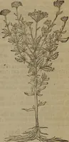 Picture 269 of 801 from A nievve herball, or Historie of plantes : wherein is contayned the whole discourse and perfect description of all sortes of herbes and plantes : their divers & sundry kindes ... and that not onely of those whiche are here growyng in this our countrie of Englande, but of all others also of forrayne realmes commonly used in physicke ; first set foorth in the Doutche or Almaigne tongue (1578), leaf 276