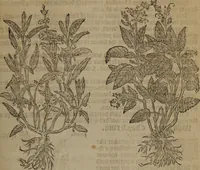 Picture 270 of 801 from A nievve herball, or Historie of plantes : wherein is contayned the whole discourse and perfect description of all sortes of herbes and plantes : their divers & sundry kindes ... and that not onely of those whiche are here growyng in this our countrie of Englande, but of all others also of forrayne realmes commonly used in physicke ; first set foorth in the Doutche or Almaigne tongue (1578), leaf 278