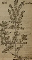 Picture 271 of 801 from A nievve herball, or Historie of plantes : wherein is contayned the whole discourse and perfect description of all sortes of herbes and plantes : their divers & sundry kindes ... and that not onely of those whiche are here growyng in this our countrie of Englande, but of all others also of forrayne realmes commonly used in physicke ; first set foorth in the Doutche or Almaigne tongue (1578), leaf 279