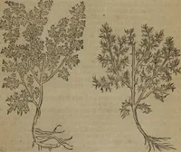 Picture 13 of 801 from A nievve herball, or Historie of plantes : wherein is contayned the whole discourse and perfect description of all sortes of herbes and plantes : their divers & sundry kindes ... and that not onely of those whiche are here growyng in this our countrie of Englande, but of all others also of forrayne realmes commonly used in physicke ; first set foorth in the Doutche or Almaigne tongue (1578), leaf 28