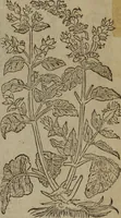 Picture 272 of 801 from A nievve herball, or Historie of plantes : wherein is contayned the whole discourse and perfect description of all sortes of herbes and plantes : their divers & sundry kindes ... and that not onely of those whiche are here growyng in this our countrie of Englande, but of all others also of forrayne realmes commonly used in physicke ; first set foorth in the Doutche or Almaigne tongue (1578), leaf 280