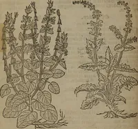 Picture 273 of 801 from A nievve herball, or Historie of plantes : wherein is contayned the whole discourse and perfect description of all sortes of herbes and plantes : their divers & sundry kindes ... and that not onely of those whiche are here growyng in this our countrie of Englande, but of all others also of forrayne realmes commonly used in physicke ; first set foorth in the Doutche or Almaigne tongue (1578), leaf 281
