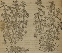 Picture 274 of 801 from A nievve herball, or Historie of plantes : wherein is contayned the whole discourse and perfect description of all sortes of herbes and plantes : their divers & sundry kindes ... and that not onely of those whiche are here growyng in this our countrie of Englande, but of all others also of forrayne realmes commonly used in physicke ; first set foorth in the Doutche or Almaigne tongue (1578), leaf 283