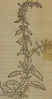 An illustration from A nievve herball, or Historie of plantes : wherein is contayned the whole discourse and perfect description of all sortes of herbes and plantes : their divers & sundry kindes ... and that not onely of those whiche are here growyng in this our countrie of Englande, but of all others also of forrayne realmes commonly used in physicke ; first set foorth in the Doutche or Almaigne tongue (1578)