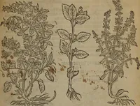 Picture 276 of 801 from A nievve herball, or Historie of plantes : wherein is contayned the whole discourse and perfect description of all sortes of herbes and plantes : their divers & sundry kindes ... and that not onely of those whiche are here growyng in this our countrie of Englande, but of all others also of forrayne realmes commonly used in physicke ; first set foorth in the Doutche or Almaigne tongue (1578), leaf 286