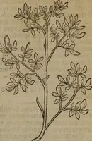 Picture 277 of 801 from A nievve herball, or Historie of plantes : wherein is contayned the whole discourse and perfect description of all sortes of herbes and plantes : their divers & sundry kindes ... and that not onely of those whiche are here growyng in this our countrie of Englande, but of all others also of forrayne realmes commonly used in physicke ; first set foorth in the Doutche or Almaigne tongue (1578), leaf 290