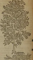 Picture 278 of 801 from A nievve herball, or Historie of plantes : wherein is contayned the whole discourse and perfect description of all sortes of herbes and plantes : their divers & sundry kindes ... and that not onely of those whiche are here growyng in this our countrie of Englande, but of all others also of forrayne realmes commonly used in physicke ; first set foorth in the Doutche or Almaigne tongue (1578), leaf 291