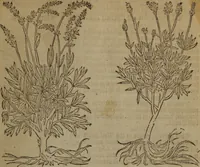 Picture 279 of 801 from A nievve herball, or Historie of plantes : wherein is contayned the whole discourse and perfect description of all sortes of herbes and plantes : their divers & sundry kindes ... and that not onely of those whiche are here growyng in this our countrie of Englande, but of all others also of forrayne realmes commonly used in physicke ; first set foorth in the Doutche or Almaigne tongue (1578), leaf 292