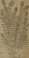 Picture 280 of 801 from A nievve herball, or Historie of plantes : wherein is contayned the whole discourse and perfect description of all sortes of herbes and plantes : their divers & sundry kindes ... and that not onely of those whiche are here growyng in this our countrie of Englande, but of all others also of forrayne realmes commonly used in physicke ; first set foorth in the Doutche or Almaigne tongue (1578), leaf 293