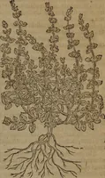 Picture 281 of 801 from A nievve herball, or Historie of plantes : wherein is contayned the whole discourse and perfect description of all sortes of herbes and plantes : their divers & sundry kindes ... and that not onely of those whiche are here growyng in this our countrie of Englande, but of all others also of forrayne realmes commonly used in physicke ; first set foorth in the Doutche or Almaigne tongue (1578), leaf 294