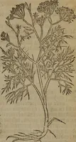 Picture 282 of 801 from A nievve herball, or Historie of plantes : wherein is contayned the whole discourse and perfect description of all sortes of herbes and plantes : their divers & sundry kindes ... and that not onely of those whiche are here growyng in this our countrie of Englande, but of all others also of forrayne realmes commonly used in physicke ; first set foorth in the Doutche or Almaigne tongue (1578), leaf 296