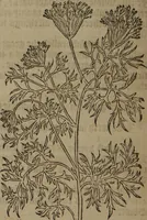 Picture 283 of 801 from A nievve herball, or Historie of plantes : wherein is contayned the whole discourse and perfect description of all sortes of herbes and plantes : their divers & sundry kindes ... and that not onely of those whiche are here growyng in this our countrie of Englande, but of all others also of forrayne realmes commonly used in physicke ; first set foorth in the Doutche or Almaigne tongue (1578), leaf 297