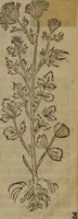 Picture 284 of 801 from A nievve herball, or Historie of plantes : wherein is contayned the whole discourse and perfect description of all sortes of herbes and plantes : their divers & sundry kindes ... and that not onely of those whiche are here growyng in this our countrie of Englande, but of all others also of forrayne realmes commonly used in physicke ; first set foorth in the Doutche or Almaigne tongue (1578), leaf 298