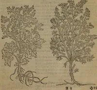 Picture 14 of 801 from A nievve herball, or Historie of plantes : wherein is contayned the whole discourse and perfect description of all sortes of herbes and plantes : their divers & sundry kindes ... and that not onely of those whiche are here growyng in this our countrie of Englande, but of all others also of forrayne realmes commonly used in physicke ; first set foorth in the Doutche or Almaigne tongue (1578), leaf 30