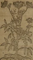 Picture 285 of 801 from A nievve herball, or Historie of plantes : wherein is contayned the whole discourse and perfect description of all sortes of herbes and plantes : their divers & sundry kindes ... and that not onely of those whiche are here growyng in this our countrie of Englande, but of all others also of forrayne realmes commonly used in physicke ; first set foorth in the Doutche or Almaigne tongue (1578), leaf 300