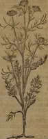 Picture 286 of 801 from A nievve herball, or Historie of plantes : wherein is contayned the whole discourse and perfect description of all sortes of herbes and plantes : their divers & sundry kindes ... and that not onely of those whiche are here growyng in this our countrie of Englande, but of all others also of forrayne realmes commonly used in physicke ; first set foorth in the Doutche or Almaigne tongue (1578), leaf 300