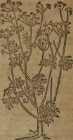 Picture 287 of 801 from A nievve herball, or Historie of plantes : wherein is contayned the whole discourse and perfect description of all sortes of herbes and plantes : their divers & sundry kindes ... and that not onely of those whiche are here growyng in this our countrie of Englande, but of all others also of forrayne realmes commonly used in physicke ; first set foorth in the Doutche or Almaigne tongue (1578), leaf 301
