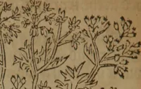 Picture 288 of 801 from A nievve herball, or Historie of plantes : wherein is contayned the whole discourse and perfect description of all sortes of herbes and plantes : their divers & sundry kindes ... and that not onely of those whiche are here growyng in this our countrie of Englande, but of all others also of forrayne realmes commonly used in physicke ; first set foorth in the Doutche or Almaigne tongue (1578), leaf 303
