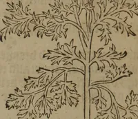 Picture 289 of 801 from A nievve herball, or Historie of plantes : wherein is contayned the whole discourse and perfect description of all sortes of herbes and plantes : their divers & sundry kindes ... and that not onely of those whiche are here growyng in this our countrie of Englande, but of all others also of forrayne realmes commonly used in physicke ; first set foorth in the Doutche or Almaigne tongue (1578), leaf 303