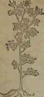 Picture 290 of 801 from A nievve herball, or Historie of plantes : wherein is contayned the whole discourse and perfect description of all sortes of herbes and plantes : their divers & sundry kindes ... and that not onely of those whiche are here growyng in this our countrie of Englande, but of all others also of forrayne realmes commonly used in physicke ; first set foorth in the Doutche or Almaigne tongue (1578), leaf 304