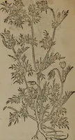 Picture 292 of 801 from A nievve herball, or Historie of plantes : wherein is contayned the whole discourse and perfect description of all sortes of herbes and plantes : their divers & sundry kindes ... and that not onely of those whiche are here growyng in this our countrie of Englande, but of all others also of forrayne realmes commonly used in physicke ; first set foorth in the Doutche or Almaigne tongue (1578), leaf 305