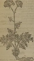 Picture 293 of 801 from A nievve herball, or Historie of plantes : wherein is contayned the whole discourse and perfect description of all sortes of herbes and plantes : their divers & sundry kindes ... and that not onely of those whiche are here growyng in this our countrie of Englande, but of all others also of forrayne realmes commonly used in physicke ; first set foorth in the Doutche or Almaigne tongue (1578), leaf 307