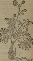 Picture 294 of 801 from A nievve herball, or Historie of plantes : wherein is contayned the whole discourse and perfect description of all sortes of herbes and plantes : their divers & sundry kindes ... and that not onely of those whiche are here growyng in this our countrie of Englande, but of all others also of forrayne realmes commonly used in physicke ; first set foorth in the Doutche or Almaigne tongue (1578), leaf 307