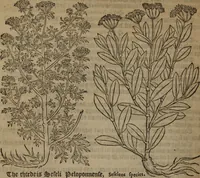 Picture 295 of 801 from A nievve herball, or Historie of plantes : wherein is contayned the whole discourse and perfect description of all sortes of herbes and plantes : their divers & sundry kindes ... and that not onely of those whiche are here growyng in this our countrie of Englande, but of all others also of forrayne realmes commonly used in physicke ; first set foorth in the Doutche or Almaigne tongue (1578), leaf 309