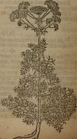 Picture 296 of 801 from A nievve herball, or Historie of plantes : wherein is contayned the whole discourse and perfect description of all sortes of herbes and plantes : their divers & sundry kindes ... and that not onely of those whiche are here growyng in this our countrie of Englande, but of all others also of forrayne realmes commonly used in physicke ; first set foorth in the Doutche or Almaigne tongue (1578), leaf 309