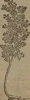 Picture 15 of 801 from A nievve herball, or Historie of plantes : wherein is contayned the whole discourse and perfect description of all sortes of herbes and plantes : their divers & sundry kindes ... and that not onely of those whiche are here growyng in this our countrie of Englande, but of all others also of forrayne realmes commonly used in physicke ; first set foorth in the Doutche or Almaigne tongue (1578), leaf 31