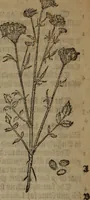 Picture 297 of 801 from A nievve herball, or Historie of plantes : wherein is contayned the whole discourse and perfect description of all sortes of herbes and plantes : their divers & sundry kindes ... and that not onely of those whiche are here growyng in this our countrie of Englande, but of all others also of forrayne realmes commonly used in physicke ; first set foorth in the Doutche or Almaigne tongue (1578), leaf 311