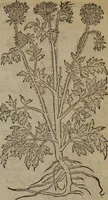 Picture 298 of 801 from A nievve herball, or Historie of plantes : wherein is contayned the whole discourse and perfect description of all sortes of herbes and plantes : their divers & sundry kindes ... and that not onely of those whiche are here growyng in this our countrie of Englande, but of all others also of forrayne realmes commonly used in physicke ; first set foorth in the Doutche or Almaigne tongue (1578), leaf 312
