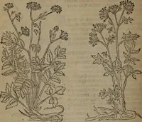 Picture 299 of 801 from A nievve herball, or Historie of plantes : wherein is contayned the whole discourse and perfect description of all sortes of herbes and plantes : their divers & sundry kindes ... and that not onely of those whiche are here growyng in this our countrie of Englande, but of all others also of forrayne realmes commonly used in physicke ; first set foorth in the Doutche or Almaigne tongue (1578), leaf 313