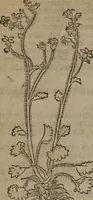 Picture 300 of 801 from A nievve herball, or Historie of plantes : wherein is contayned the whole discourse and perfect description of all sortes of herbes and plantes : their divers & sundry kindes ... and that not onely of those whiche are here growyng in this our countrie of Englande, but of all others also of forrayne realmes commonly used in physicke ; first set foorth in the Doutche or Almaigne tongue (1578), leaf 315