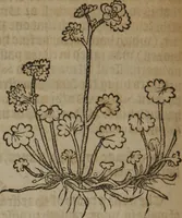 Picture 301 of 801 from A nievve herball, or Historie of plantes : wherein is contayned the whole discourse and perfect description of all sortes of herbes and plantes : their divers & sundry kindes ... and that not onely of those whiche are here growyng in this our countrie of Englande, but of all others also of forrayne realmes commonly used in physicke ; first set foorth in the Doutche or Almaigne tongue (1578), leaf 315