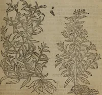 Picture 302 of 801 from A nievve herball, or Historie of plantes : wherein is contayned the whole discourse and perfect description of all sortes of herbes and plantes : their divers & sundry kindes ... and that not onely of those whiche are here growyng in this our countrie of Englande, but of all others also of forrayne realmes commonly used in physicke ; first set foorth in the Doutche or Almaigne tongue (1578), leaf 316